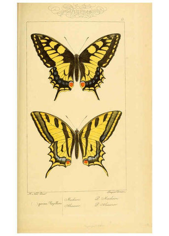Reproducción/Reproduction 6053272785: Histoire naturelle des lépidoptères d'Europe Paris :L. de Bure,1845