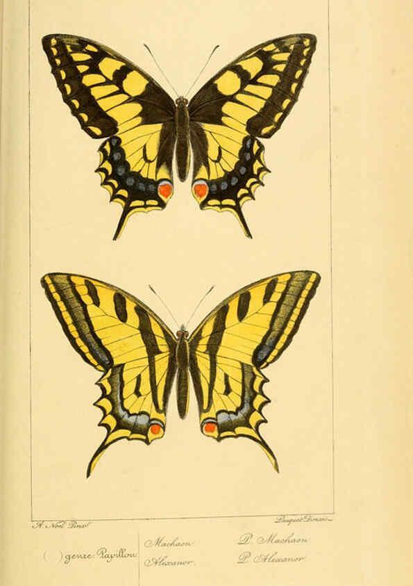Reproducción/Reproduction 6053272785: Histoire naturelle des lépidoptères d'Europe Paris :L. de Bure,1845