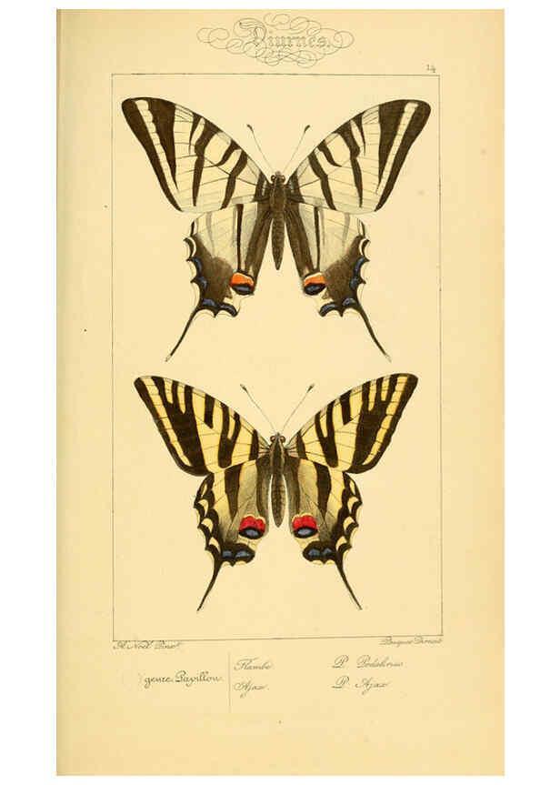 Reproducción/Reproduction 6053822814: Histoire naturelle des lépidoptères d'Europe Paris :L. de Bure,1845