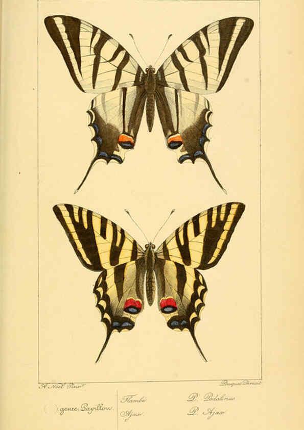 Reproducción/Reproduction 6053822814: Histoire naturelle des lépidoptères d'Europe Paris :L. de Bure,1845
