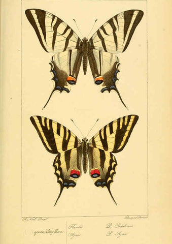 Reproducción/Reproduction 6053822814: Histoire naturelle des lépidoptères d'Europe Paris :L. de Bure,1845