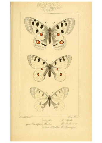 Reproducción/Reproduction 6053274913: Histoire naturelle des lépidoptères d'Europe Paris :L. de Bure,1845