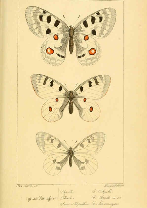 Reproducción/Reproduction 6053274913: Histoire naturelle des lépidoptères d'Europe Paris :L. de Bure,1845