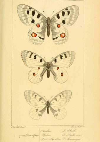 Reproducción/Reproduction 6053274913: Histoire naturelle des lépidoptères d'Europe Paris :L. de Bure,1845