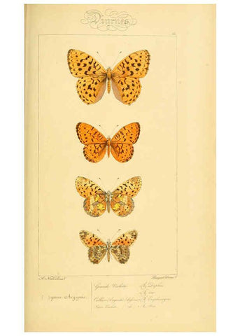 Reproducción/Reproduction 6053275311: Histoire naturelle des lépidoptères d'Europe Paris :L. de Bure,1845