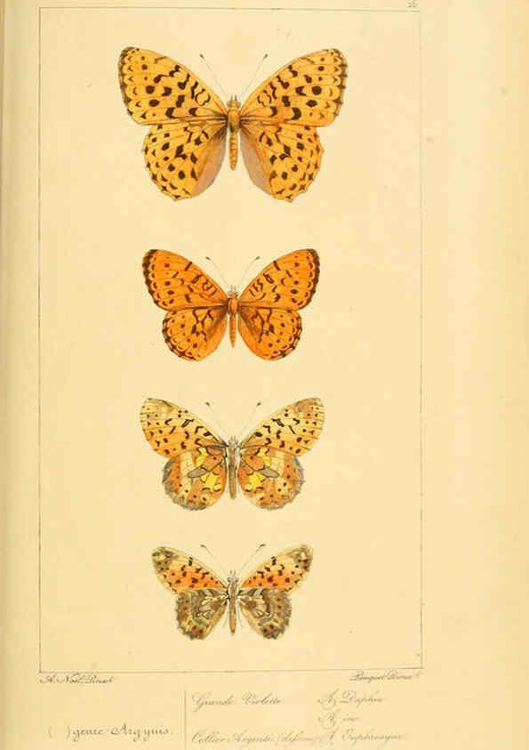 Reproducción/Reproduction 6053275311: Histoire naturelle des lépidoptères d'Europe Paris :L. de Bure,1845