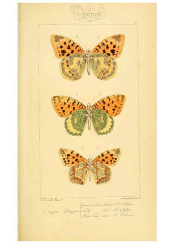 Reproducción/Reproduction 6053275641: Histoire naturelle des lépidoptères d'Europe Paris :L. de Bure,1845
