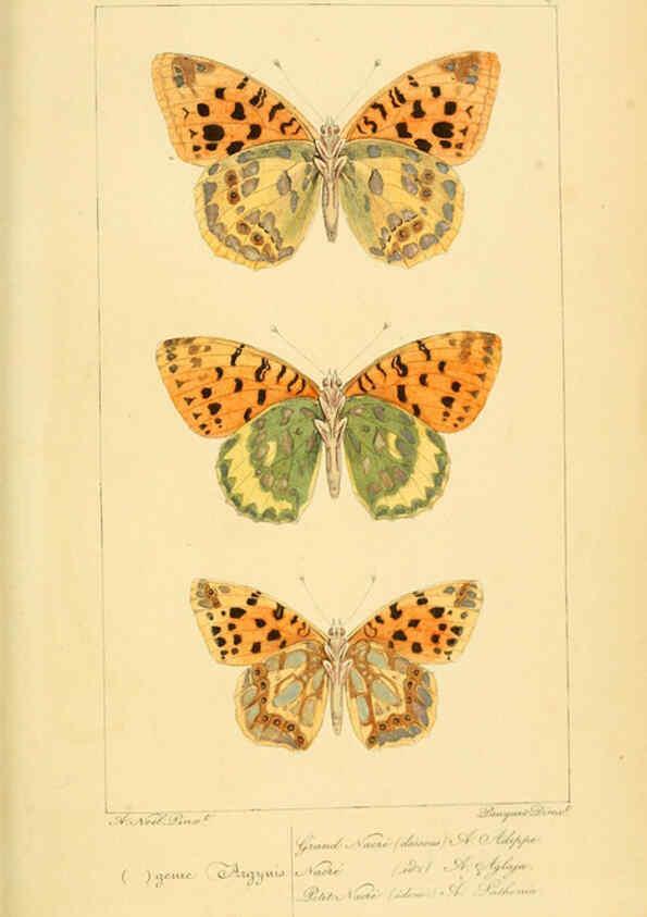 Reproducción/Reproduction 6053275641: Histoire naturelle des lépidoptères d'Europe Paris :L. de Bure,1845