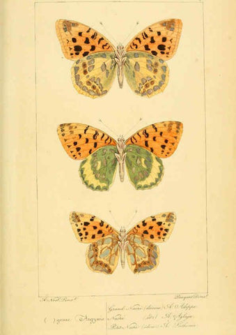 Reproducción/Reproduction 6053275641: Histoire naturelle des lépidoptères d'Europe Paris :L. de Bure,1845