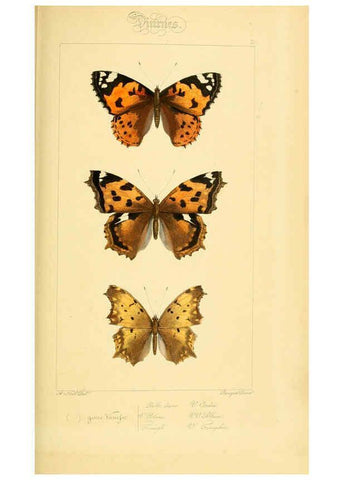 Reproducción/Reproduction 6053792536: Histoire naturelle des lépidoptères d'Europe Paris :L. de Bure,1845