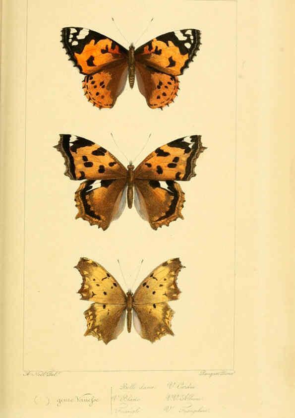 Reproducción/Reproduction 6053792536: Histoire naturelle des lépidoptères d'Europe Paris :L. de Bure,1845