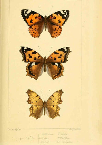 Reproducción/Reproduction 6053792536: Histoire naturelle des lépidoptères d'Europe Paris :L. de Bure,1845
