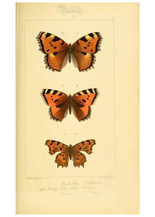 Reproducción/Reproduction 6053792198: Histoire naturelle des lépidoptères d'Europe Paris :L. de Bure,1845
