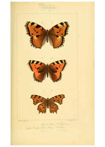 Reproducción/Reproduction 6053792198: Histoire naturelle des lépidoptères d'Europe Paris :L. de Bure,1845