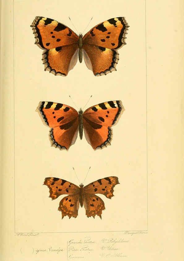 Reproducción/Reproduction 6053792198: Histoire naturelle des lépidoptères d'Europe Paris :L. de Bure,1845