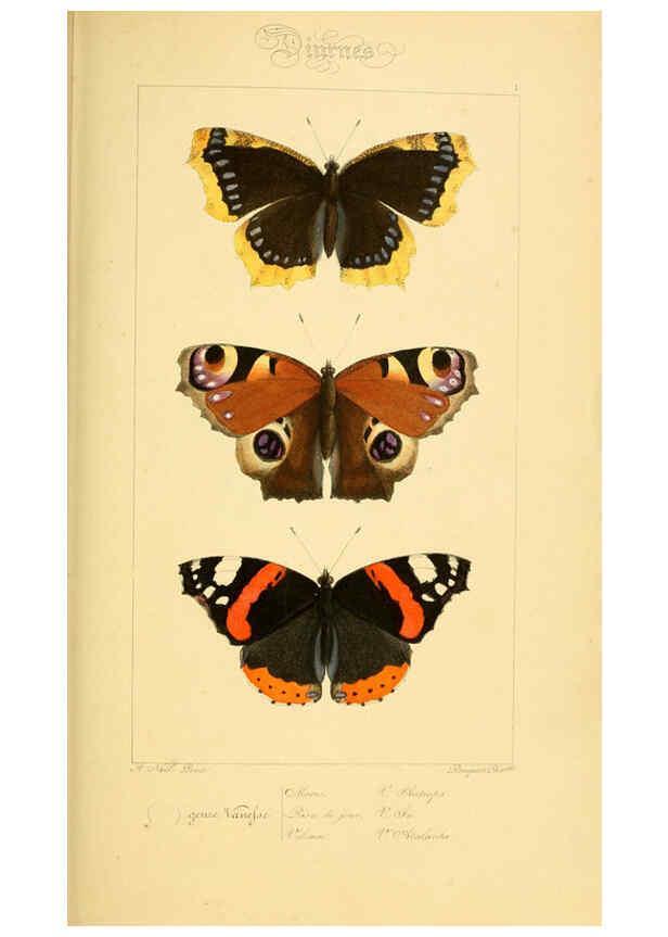 Reproducción/Reproduction 6053240027: Histoire naturelle des lépidoptères d'Europe Paris :L. de Bure,1845