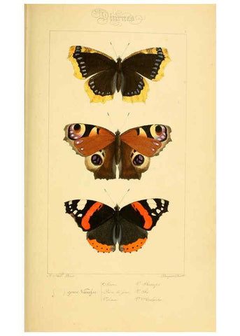 Reproducción/Reproduction 6053240027: Histoire naturelle des lépidoptères d'Europe Paris :L. de Bure,1845