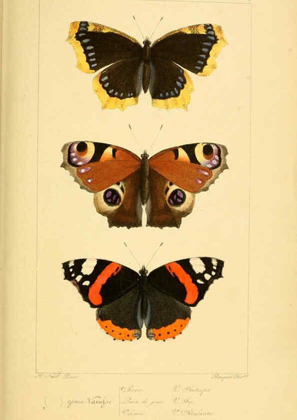 Reproducción/Reproduction 6053240027: Histoire naturelle des lépidoptères d'Europe Paris :L. de Bure,1845