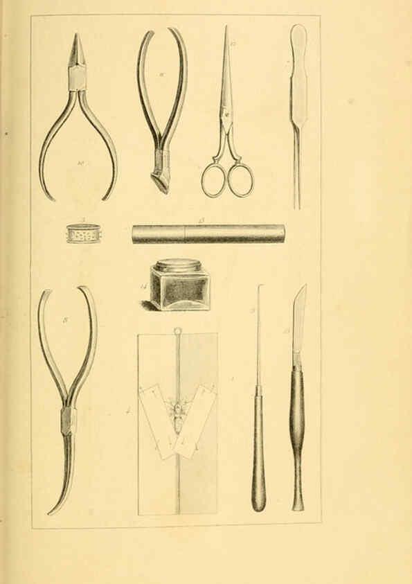 Reproducción/Reproduction 6053789346: Histoire naturelle des lépidoptères d'Europe Paris :L. de Bure,1845