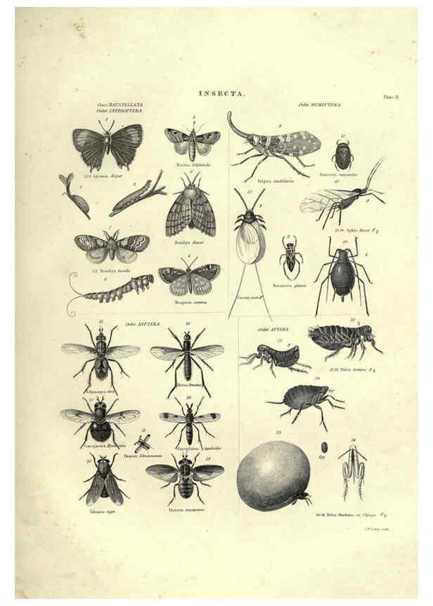 Reproducción/Reproduction 6053349882: Illustrations of zoology Glasgow,John Joseph Griffin and Co.,;1851
