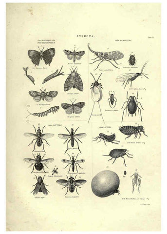 Reproducción/Reproduction 6053349882: Illustrations of zoology Glasgow,John Joseph Griffin and Co.,;1851