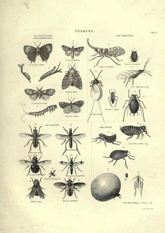 Reproducción/Reproduction 6053349882: Illustrations of zoology Glasgow,John Joseph Griffin and Co.,;1851