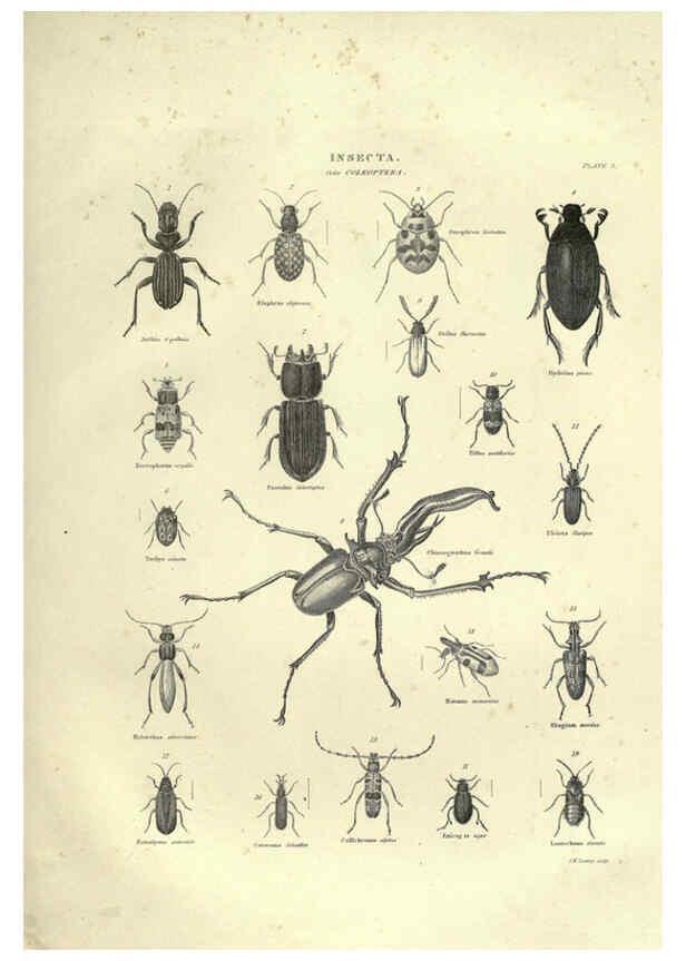 Reproducción/Reproduction 6052799731: Illustrations of zoology Glasgow,John Joseph Griffin and Co.,;1851
