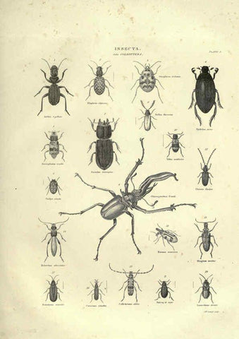 Reproducción/Reproduction 6052799731: Illustrations of zoology Glasgow,John Joseph Griffin and Co.,;1851
