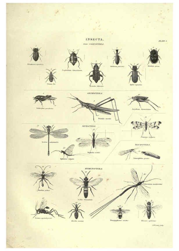 Reproducción/Reproduction 6052800077: Illustrations of zoology Glasgow,John Joseph Griffin and Co.,;1851