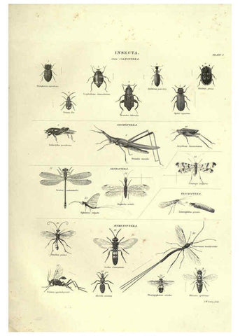 Reproducción/Reproduction 6052800077: Illustrations of zoology Glasgow,John Joseph Griffin and Co.,;1851