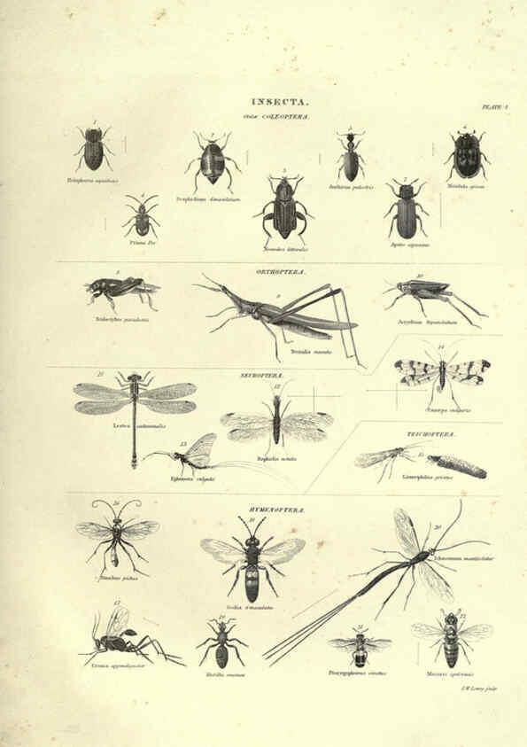 Reproducción/Reproduction 6052800077: Illustrations of zoology Glasgow,John Joseph Griffin and Co.,;1851