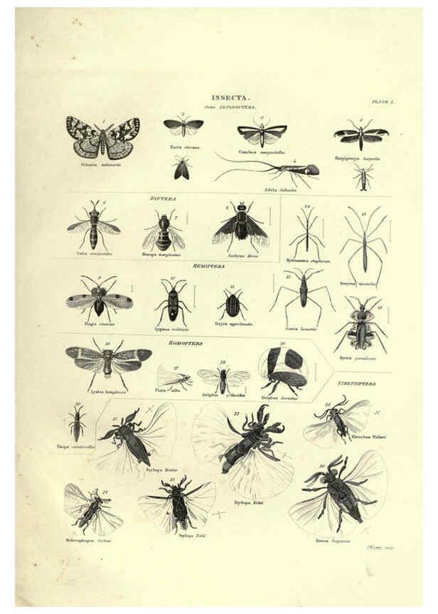Reproducción/Reproduction 6053350820: Illustrations of zoology Glasgow,John Joseph Griffin and Co.,;1851