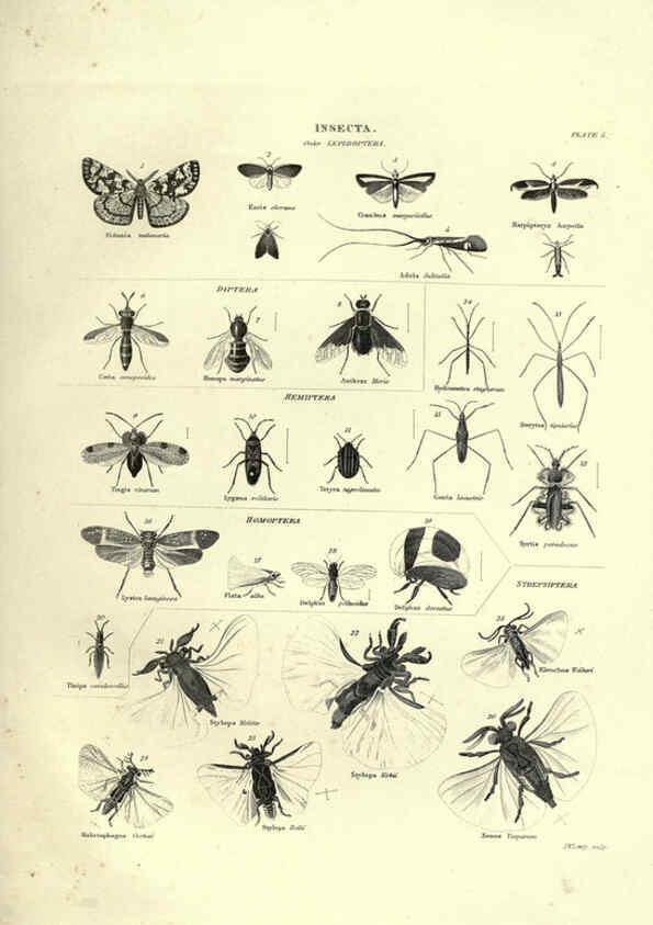 Reproducción/Reproduction 6053350820: Illustrations of zoology Glasgow,John Joseph Griffin and Co.,;1851