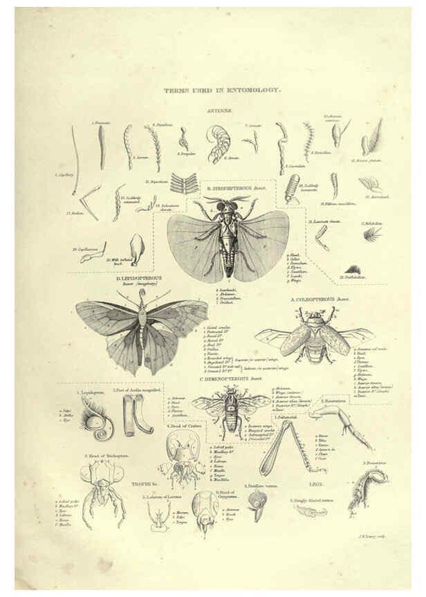 Reproducción/Reproduction 6053351172: Illustrations of zoology Glasgow,John Joseph Griffin and Co.,;1851