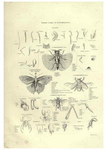 Reproducción/Reproduction 6053351172: Illustrations of zoology Glasgow,John Joseph Griffin and Co.,;1851