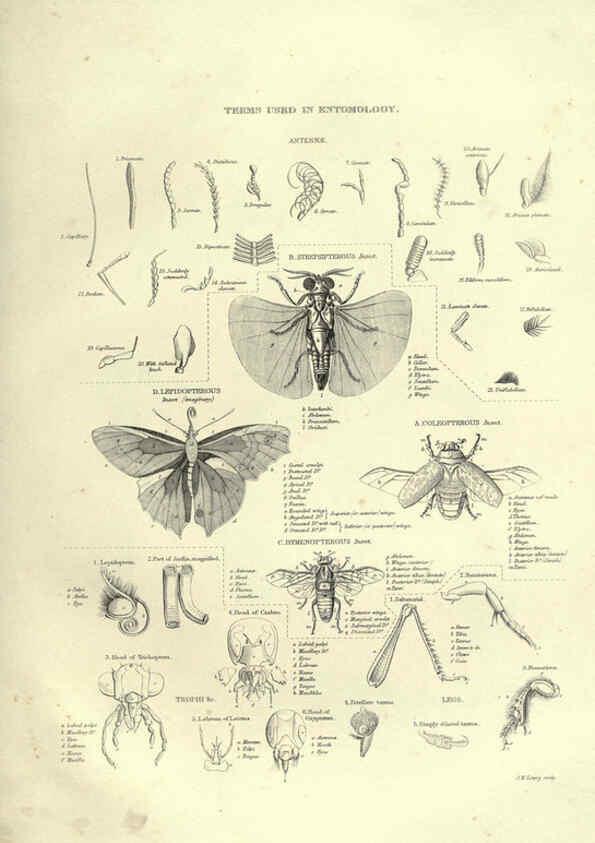 Reproducción/Reproduction 6053351172: Illustrations of zoology Glasgow,John Joseph Griffin and Co.,;1851