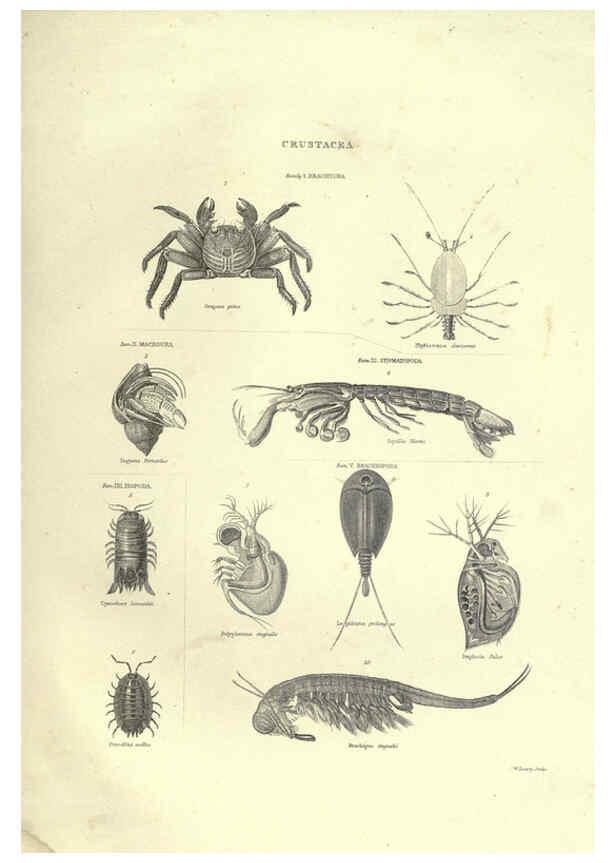 Reproducción/Reproduction 6053351522: Illustrations of zoology Glasgow,John Joseph Griffin and Co.,;1851