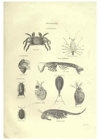 Reproducción/Reproduction 6053351522: Illustrations of zoology Glasgow,John Joseph Griffin and Co.,;1851