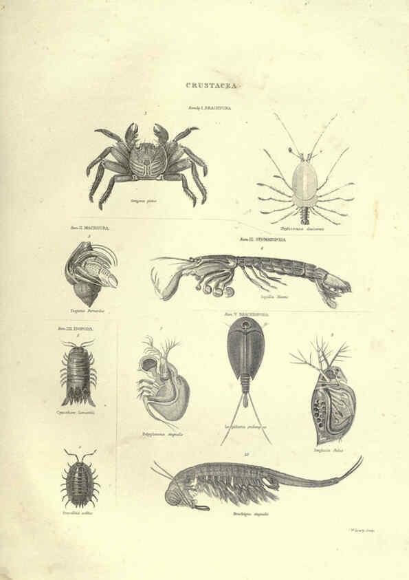 Reproducción/Reproduction 6053351522: Illustrations of zoology Glasgow,John Joseph Griffin and Co.,;1851