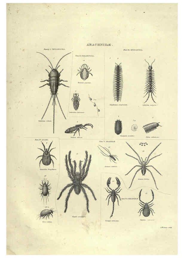 Reproducción/Reproduction 6052801277: Illustrations of zoology Glasgow,John Joseph Griffin and Co.,;1851