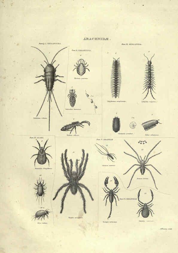 Reproducción/Reproduction 6052801277: Illustrations of zoology Glasgow,John Joseph Griffin and Co.,;1851
