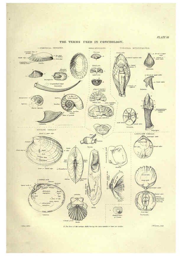 Reproducción/Reproduction 6052798939: Illustrations of zoology Glasgow,John Joseph Griffin and Co.,;1851