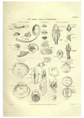 Reproducción/Reproduction 6052798939: Illustrations of zoology Glasgow,John Joseph Griffin and Co.,;1851