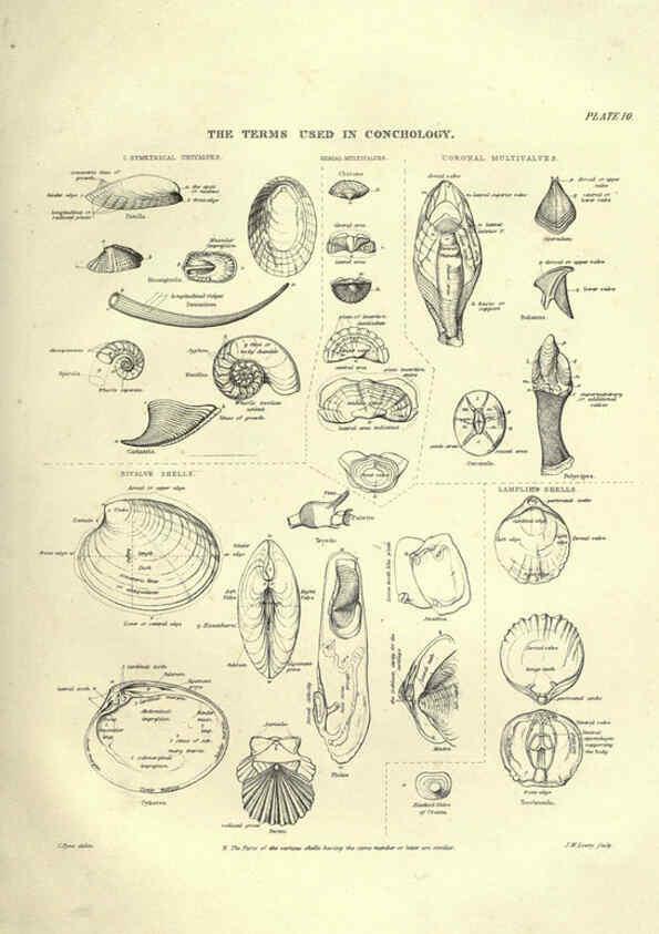 Reproducción/Reproduction 6052798939: Illustrations of zoology Glasgow,John Joseph Griffin and Co.,;1851