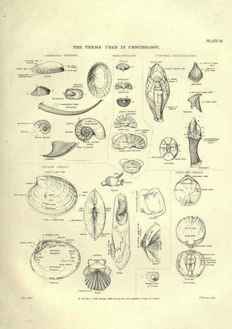 Reproducción/Reproduction 6052798939: Illustrations of zoology Glasgow,John Joseph Griffin and Co.,;1851