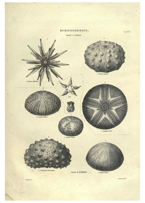 Reproducción/Reproduction 6053351904: Illustrations of zoology Glasgow,John Joseph Griffin and Co.,;1851