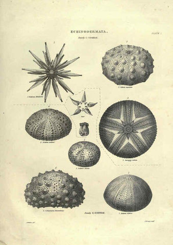 Reproducción/Reproduction 6053351904: Illustrations of zoology Glasgow,John Joseph Griffin and Co.,;1851