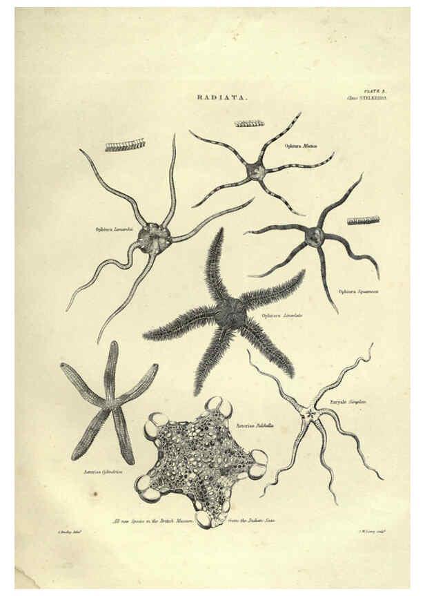 Reproducción/Reproduction 6053352538: Illustrations of zoology Glasgow,John Joseph Griffin and Co.,;1851