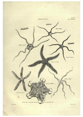 Reproducción/Reproduction 6053352538: Illustrations of zoology Glasgow,John Joseph Griffin and Co.,;1851