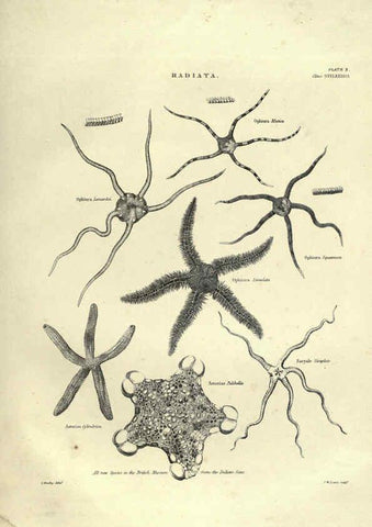 Reproducción/Reproduction 6053352538: Illustrations of zoology Glasgow,John Joseph Griffin and Co.,;1851